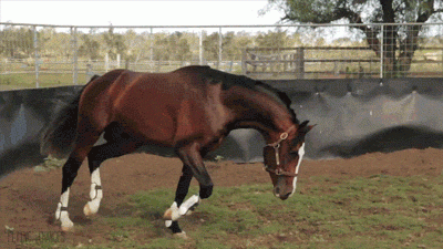 sose gondoltál bele mit gondol egy ló? 